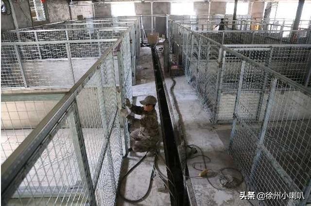 徐州200多只无主犬流浪犬要搬高配新犬舍啦！市民可认养哦