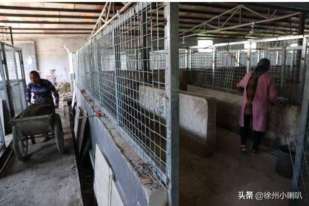 徐州200多只无主犬流浪犬要搬高配新犬舍啦！市民可认养哦