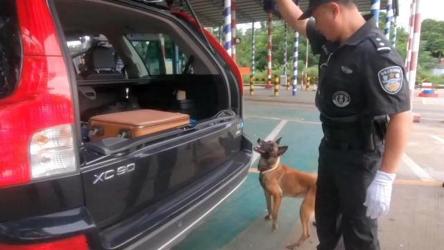 警犬在工作流浪狗跑来搭讪警犬：七夕谈个恋爱怎么了