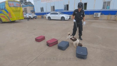 警犬在工作流浪狗跑来搭讪警犬：七夕谈个恋爱怎么了