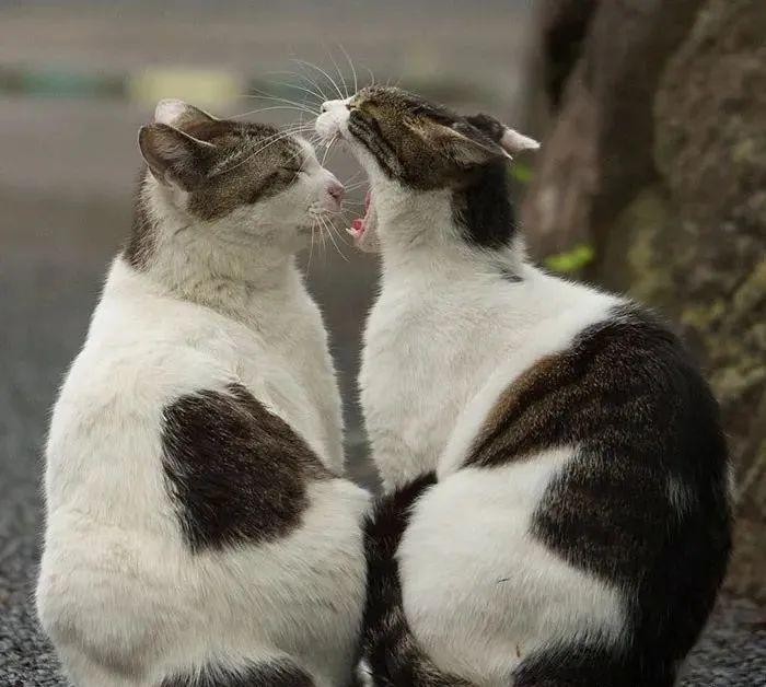 他常年在东京街头的拍流浪猫每一张都超治愈人超千万点赞