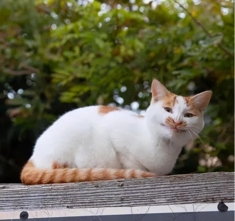 他常年在东京街头的拍流浪猫每一张都超治愈人超千万点赞