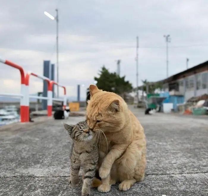 他常年在东京街头的拍流浪猫每一张都超治愈人超千万点赞