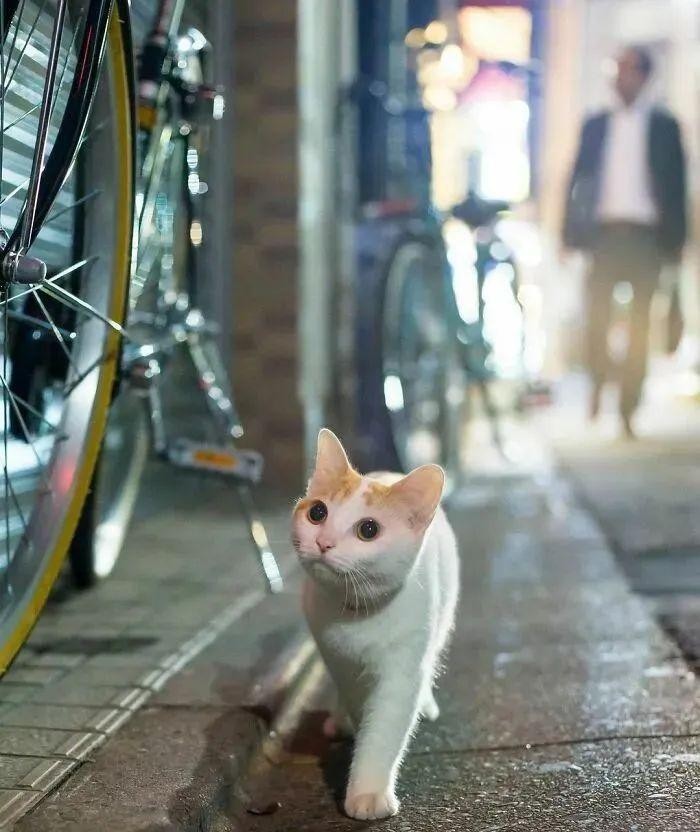 他常年在东京街头的拍流浪猫每一张都超治愈人超千万点赞