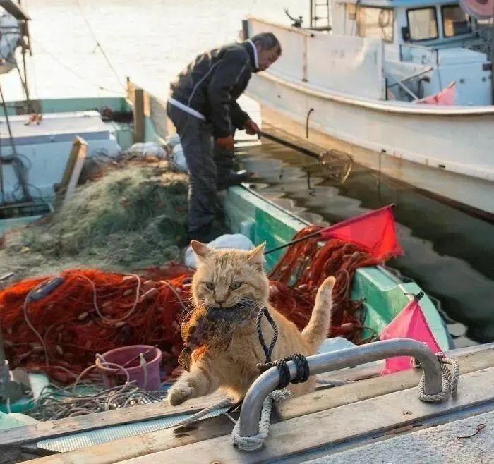 他常年在东京街头的拍流浪猫每一张都超治愈人超千万点赞