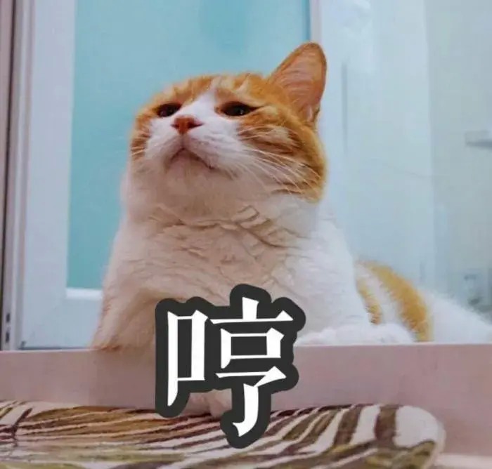 一只猫咪到底能够有多矫情