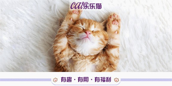 世界上最小的猫咪！锈斑猫：“别看我萌，人家可凶着呢！”