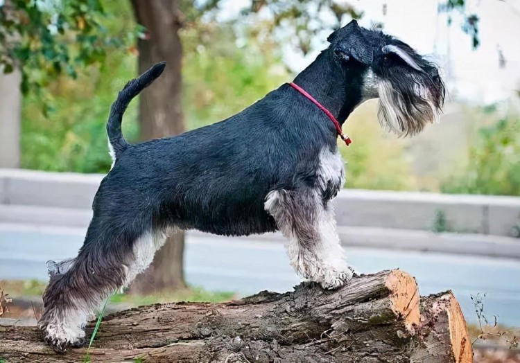 狗界排行榜之最长命的狗有你家犬种吗