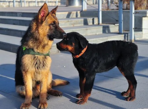 同为警犬为何养德牧的人比罗威纳多