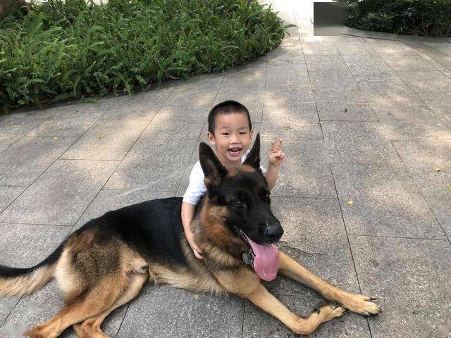 同为警犬为何养德牧的人比罗威纳多