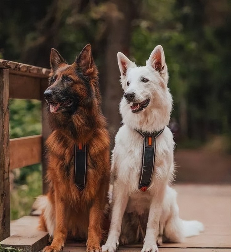 同为警犬为何养德牧的人比罗威纳多