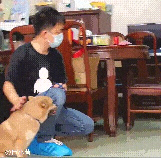 两只狗狗一见面就打架经训犬师之手竟然能一起坐在椅子上