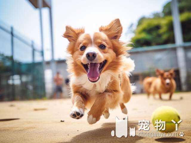 养已经成年的柴犬怎么养熟？