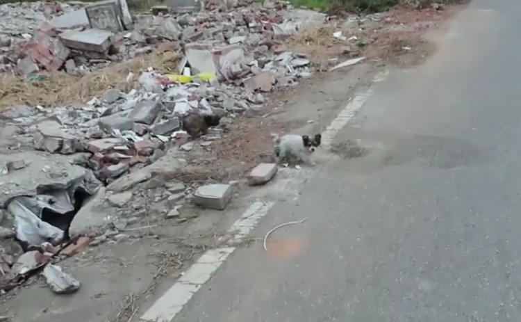 四川：两只流浪小奶狗被遗弃在废墟中，虽冷得发抖，却依旧亲人