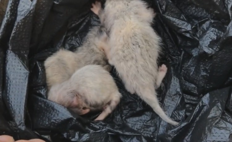 四川：装垃圾袋随手扔掉！三只刚出生的小奶猫，两只因此丧命